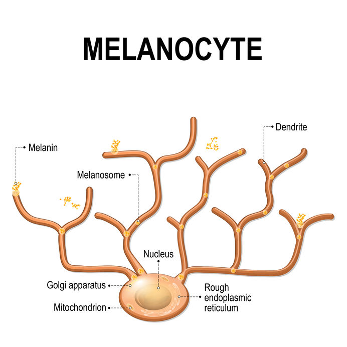 pigmentvlekken melanocyte