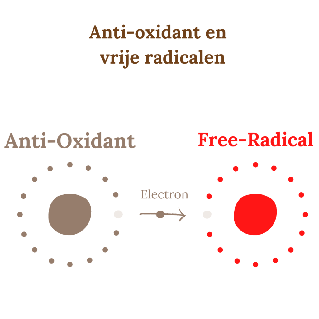 co-enzym q10 anti-oxidant vrije radicalen